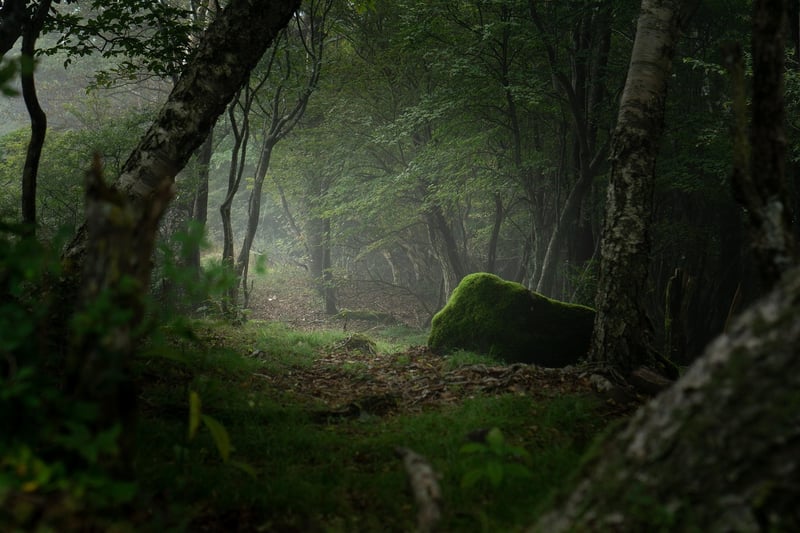 Dreamy Forests